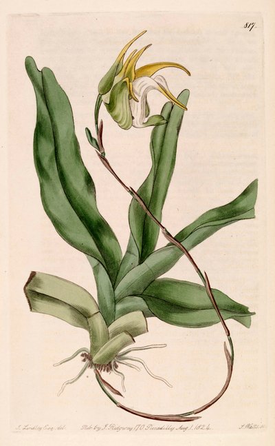 Illustration von Aeranthes grandiflora von John Lindley